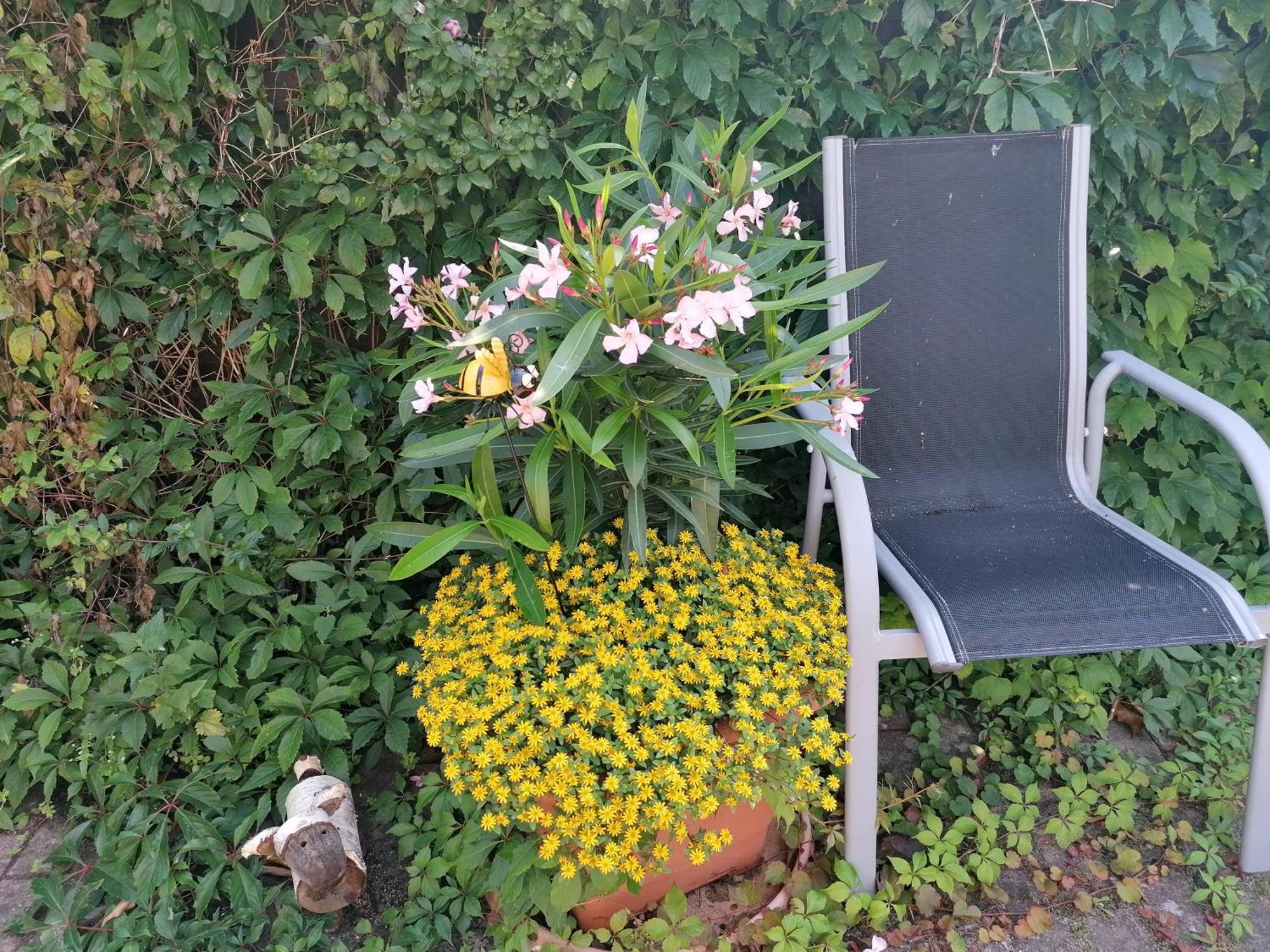 Haus Anneliese * Ückeritz